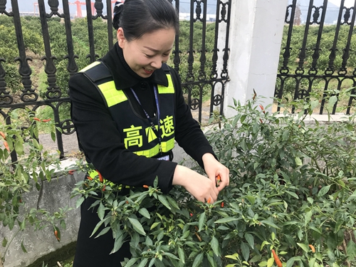 圖為員工采摘豐收果實(shí) 陳瑩攝_副本.jpg